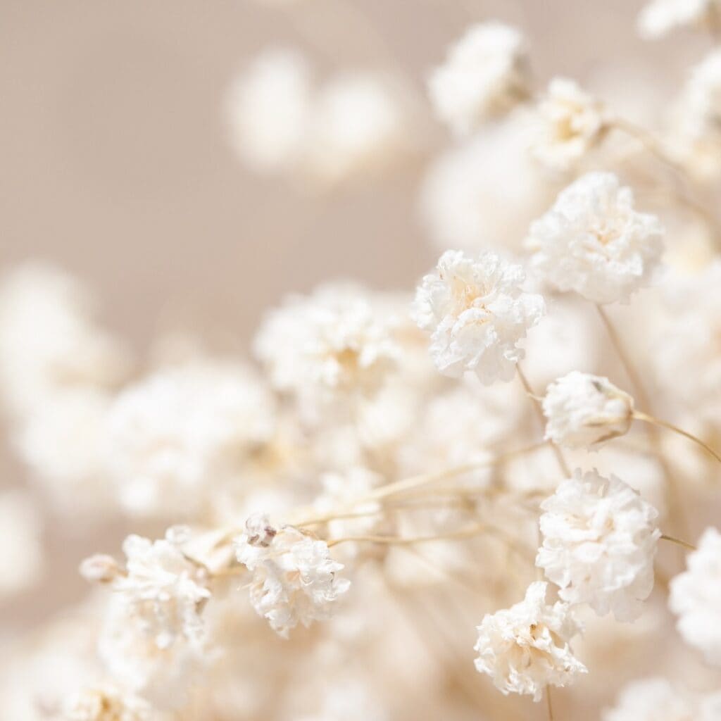 Gypsophila dry little white flowers light macro